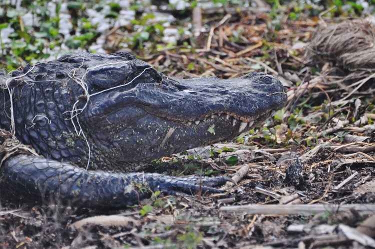 the American alligator